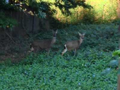 A deer family hanging out in the backyard was a common sight.